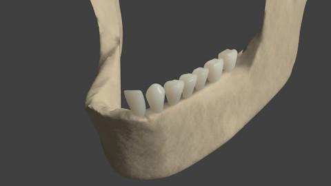 Lower Jawbone and teeth preview image